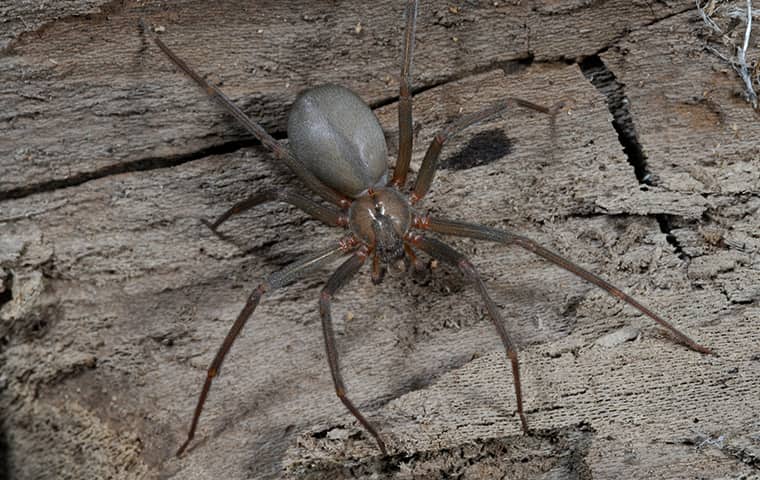 Brown Recluse Spiders