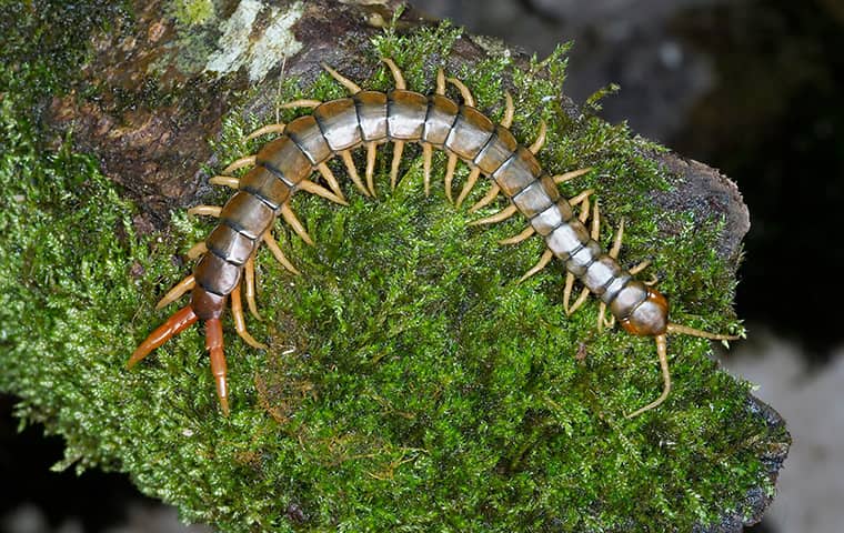 Centipedes