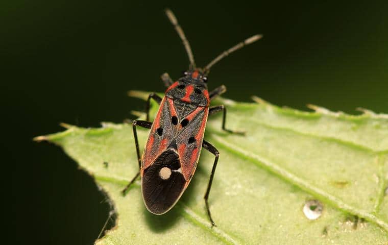 Chinch Bug In San Antonio