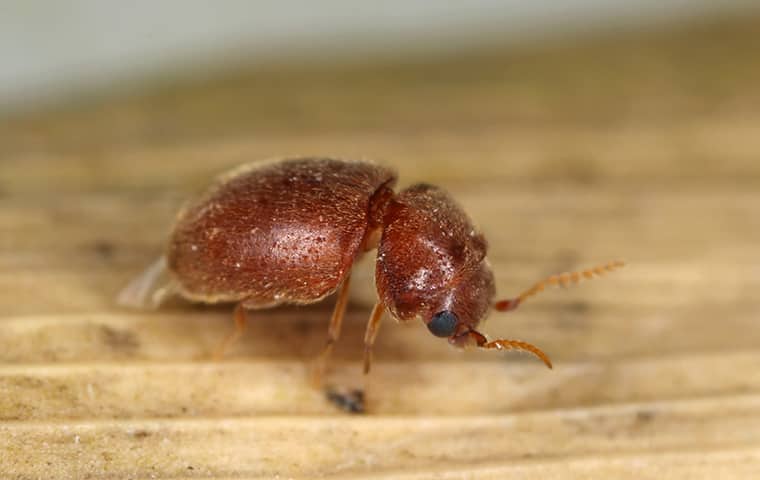 Cigarette Beetles