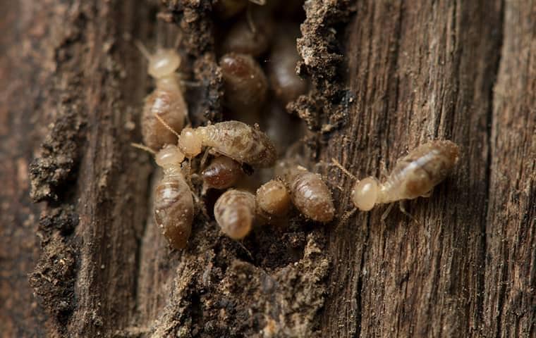 Desert Termites