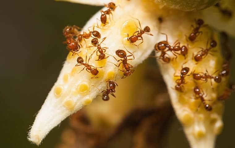 image of Fire Ants In San Antonio