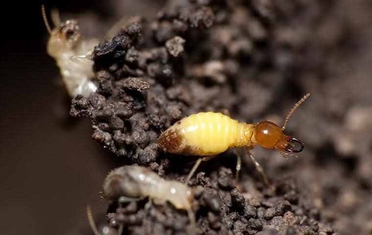 Formosan Termites