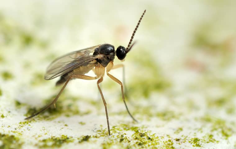 Fungus Gnat In San Antonio 1)