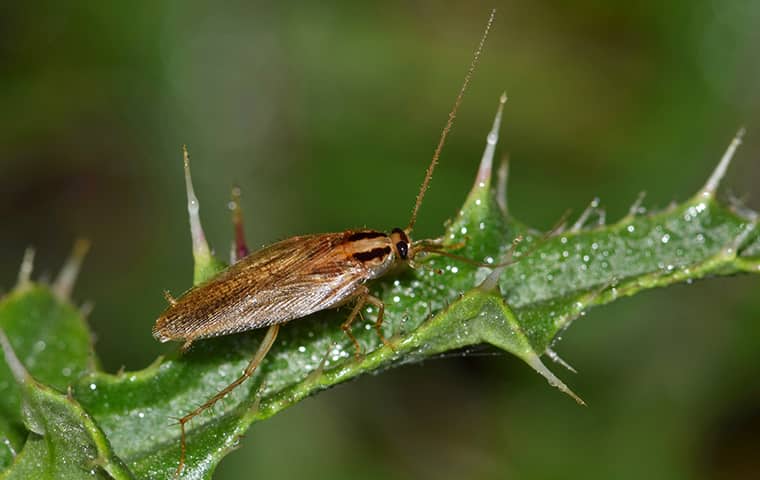 German Cockroaches In San Antonio