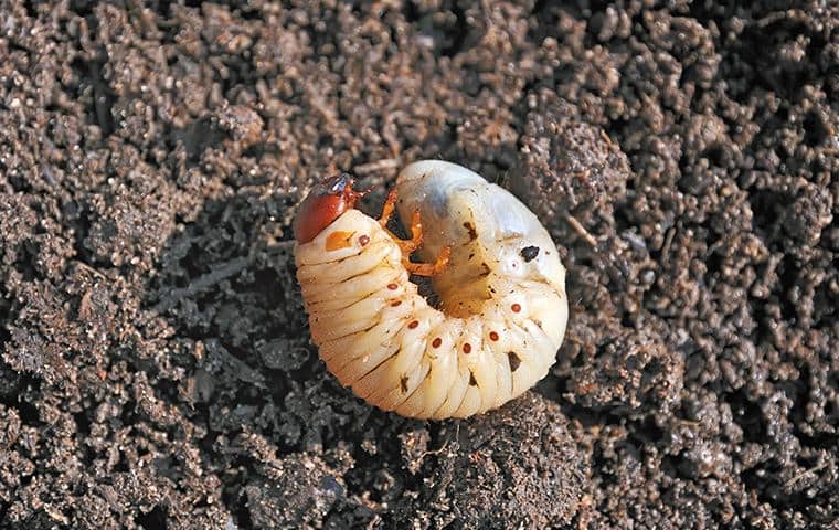 Grub Worm In San Antonio