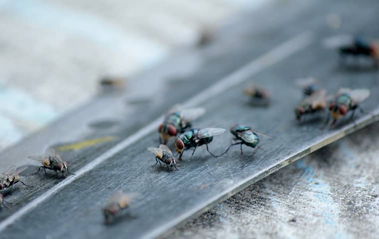 Flies And Gnats San Antonio Pest Control,Ashley Furniture Reviews 2020