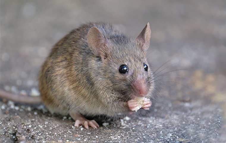 House Mouse In San Antonio 1)