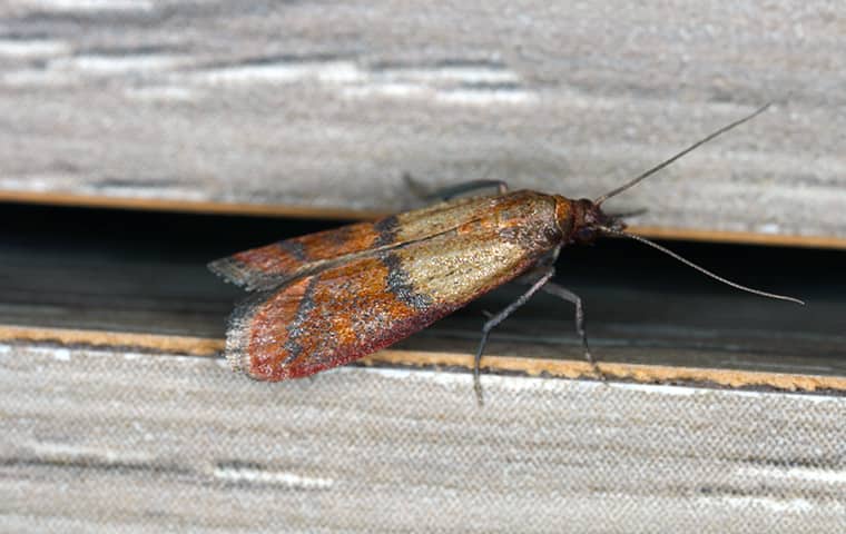 Indian Meal Moths