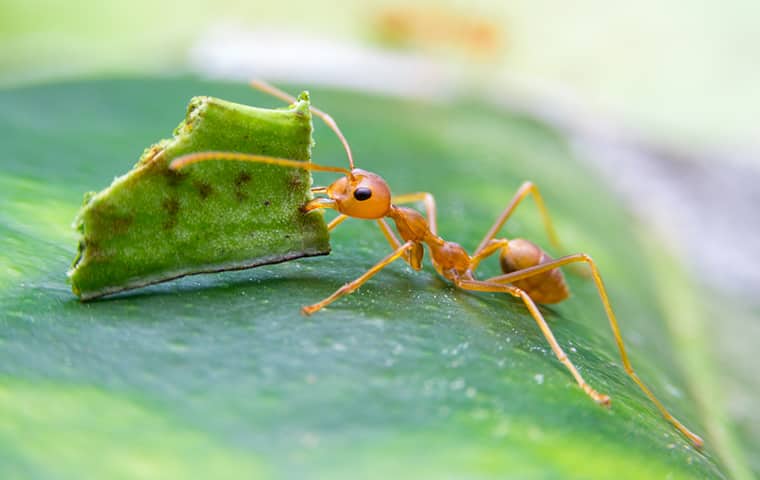 Leaf Cutter Ant In San Antonio