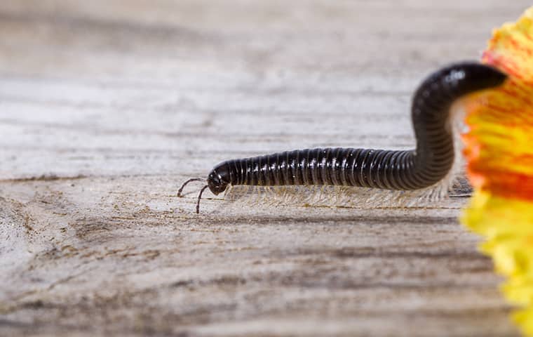 Millipedes