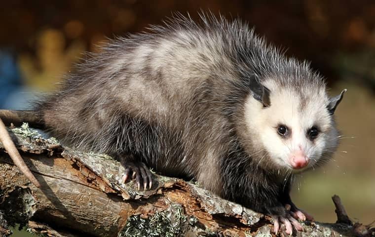 image of Opossums In San Antonio