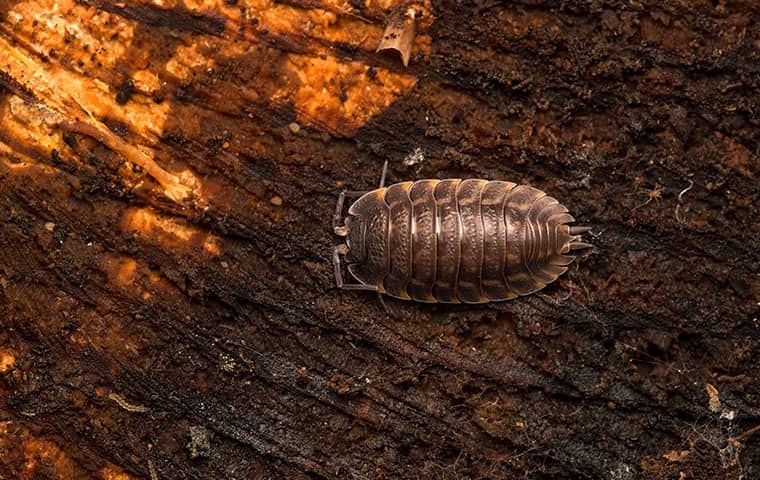 Pill bugs