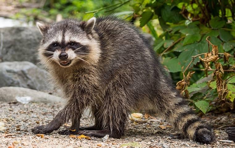 Raccoon In San Antonio