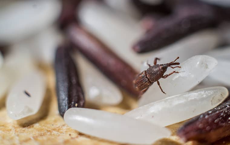 Rice Weevils