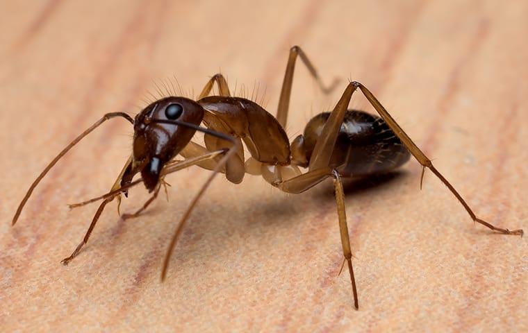 image of a Carpenter Ant