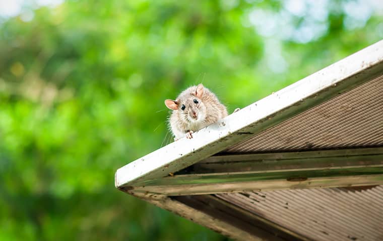 Roof Rat In San Antonio