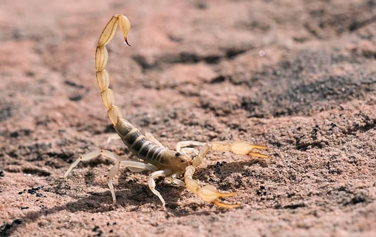 Scorpion In San Antonio 2 1)