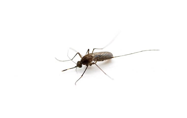 Southern House mosquito (Culex quinquefasciatus)
