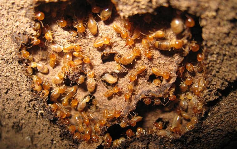 Subterranean Termites