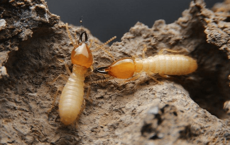 termites