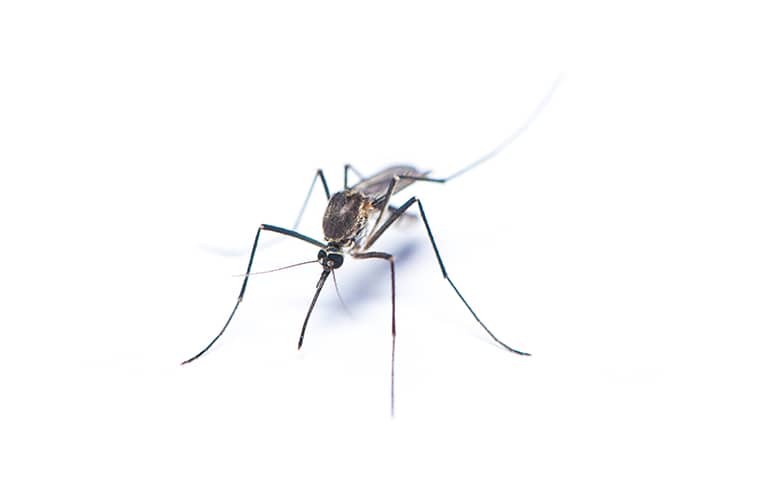 Western Encephalitis Mosquito (Culex tarsalis)