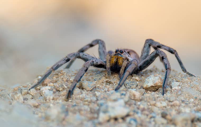 Wolf Spiders